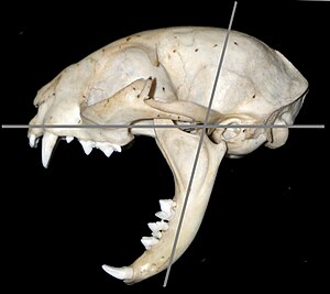 Cat skull maximum gape 80 degrees.jpg