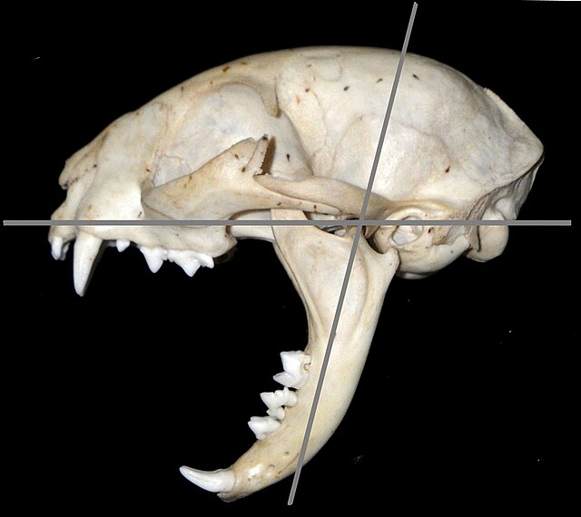 Skull of a domestic cat, at maximum gape (80°)