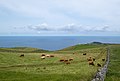 Image 68Cattle grazing near Caldeirinha, Graciosa Island, Azores, Portugal