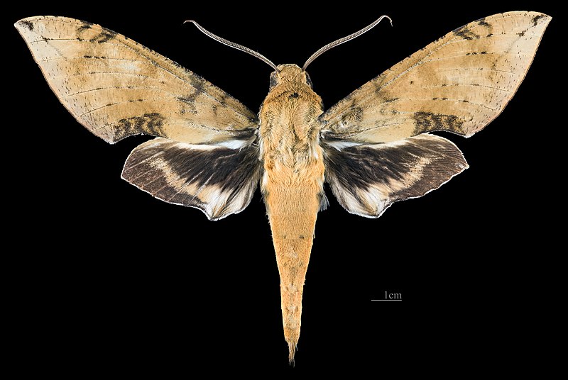 File:Cechenena aegrota MHNT CUT 2010 302 Taiping, Perak, Malaysia, male dorsal.jpg