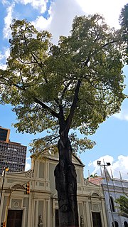 Miniatura para Ceiba de San Francisco