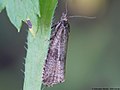 Celypha striana (Denis & Schiffermüller, 1775)