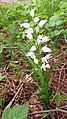 Cephalanthera longifolia Germany - Stühlingen