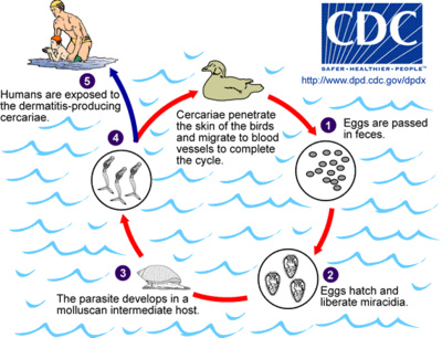 Life cycle stages of trematode species that cause "swimmer's itch" Cercarial LifeCycle.png