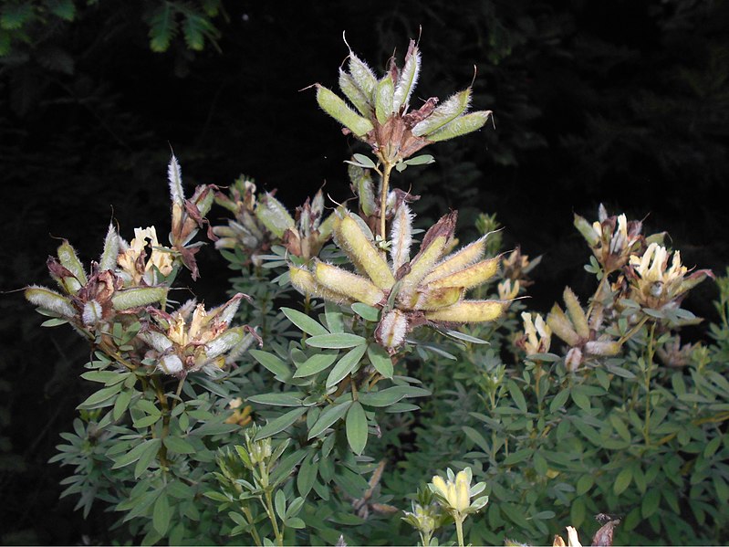 File:Chamaecytisus albus 2016-07-19 3257.jpg