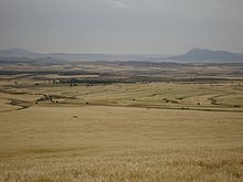 Champs de blés vers Sakiet.jpg