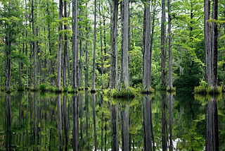 Cypress Gardens (South Carolina)