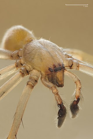 <i>Cheiracanthium mildei</i> Species of spider