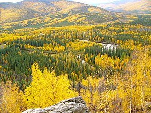 The Chena River seen from the Angel Rocks tor formation (September 2011). Chenarivervalley.jpg