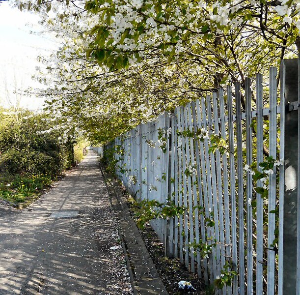 File:Cherry blossom over the fence - geograph.org.uk - 2357239.jpg