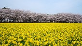 桜と菜の花