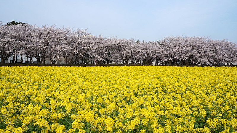 File:Cherry blossoms and Tenderstem broccoli in Kannondai, Tsukuba, April 2013.jpg