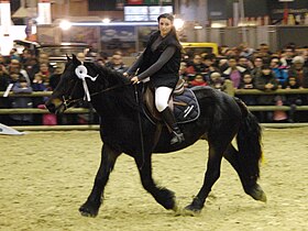 Castillonnais a caballo en el Salón Agrícola Internacional 2013, París, Francia.