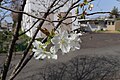 P035 千原桜 Chiharazakura 花の写真