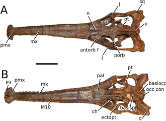 Chinese teleosauroid previously referred to as Peipehsuchus Chinese teleosauroid.png