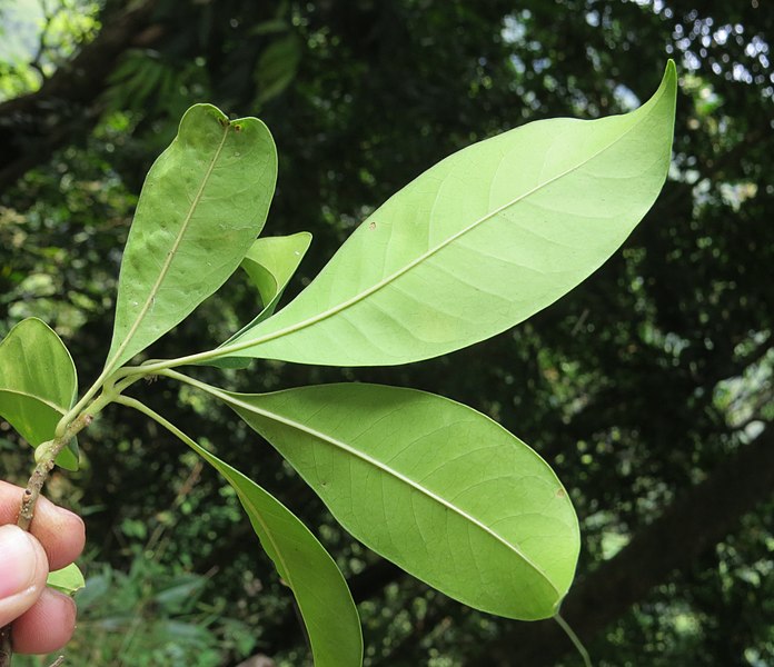 File:Chionanthus ramiflorus 22.jpg