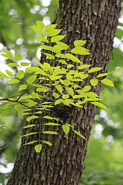 Choerospondias axillaris, Hangzhou Botanical Garden 2018.06.03 15-22-57.jpg