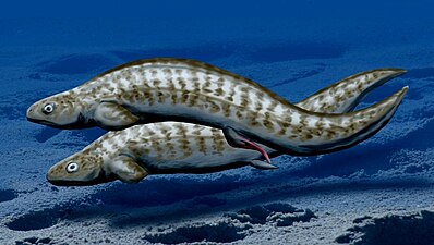 Chondrenchelys (Chondrenchelyformes)