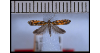 <i>Chrysorthenches argentea</i> Species of moth endemic to New Zealand