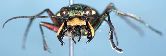 Cicindela campestris-f.jpg