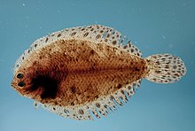 Bigeye flounder, Hippoglossina macrops Citharichthys macrops.jpg