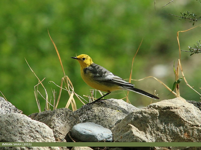 File:Citrine Wagtail (Motacilla citreola) (23423981075).jpg