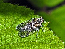 Cixiidae - Cixius cf. nervosus.JPG