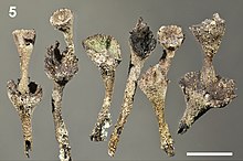 Cladonia albonigra (10.3897-mycokeys.11.6670) Angka 5.jpg