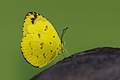 * Nomination Close wing Basking of Eurema andersonii (Moore, 1886) - One-spot Grass Yellow (6) WLB --Anitava Roy 13:19, 21 March 2023 (UTC) * Promotion  Support Good quality. --Bodhisattwa 13:17, 23 March 2023 (UTC)