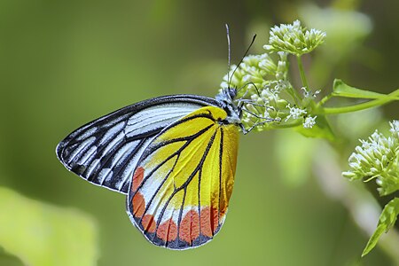 Ventral view