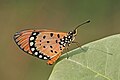 * Nomination Close wing posture Basking of Acraea terpsicore (Linnaeus, 1758) - Tawny Coster --Sandipoutsider 07:24, 24 December 2023 (UTC) * Promotion  Support Good quality. --Plozessor 18:24, 23 December 2023 (UTC)