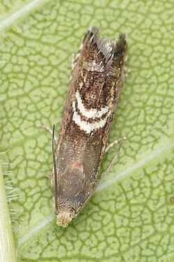 Clover Head Caterpillar Moth (Grapholita interstinctana)