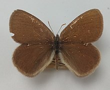 Coenonympha haydeni190783.jpg