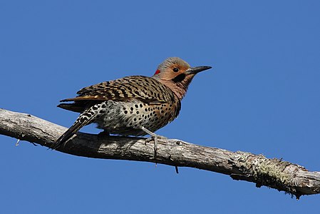 Colaptes auratus (Northern Flicker)