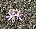 Colchicum stevenii