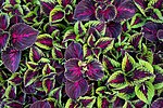 Thumbnail for File:Coleus scutellarioides (cultivars) - Jardin universitaire Roger-Van den Hende, Quebec 36.jpg