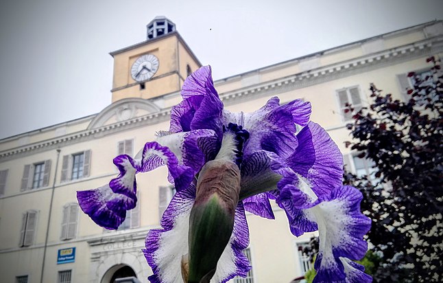 An overblown iris at the top of the passage des collègiens