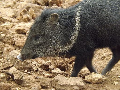 Collared Peccary 04