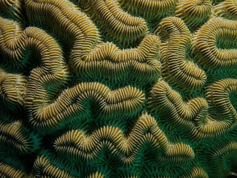 File:Colpophyllia natans (Boulder Brain Coral) closeup.jpg