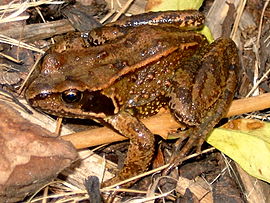 Common frog.jpg