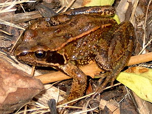 Rana Temporaria