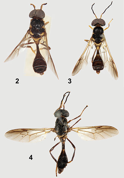 File:Comparison of Parastratiosphecomyia species - ZooKeys-238-001-g002.jpeg