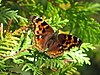 Compton Tortoiseshell.jpg