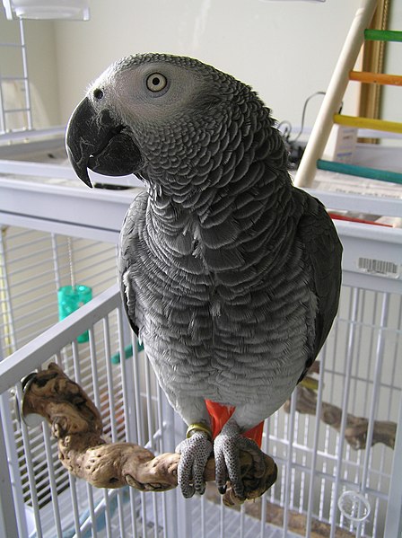 File:Congo African Grey pet on a perch.JPG