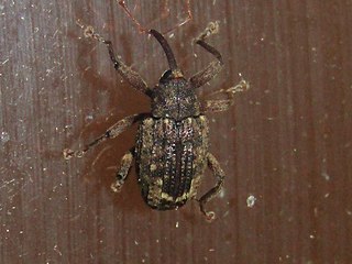 <i>Conotrachelus posticatus</i> Species of beetle