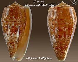 Conus cervus