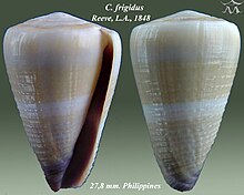 Conus frigidus 1.jpg