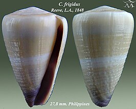 Conus frigidus
