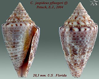 <i>Jaspidiconus</i> genus of molluscs