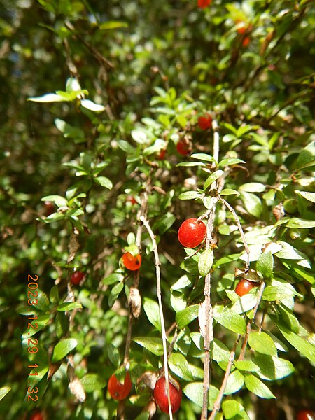 File:Coprosma quadrifida fruit.jpg